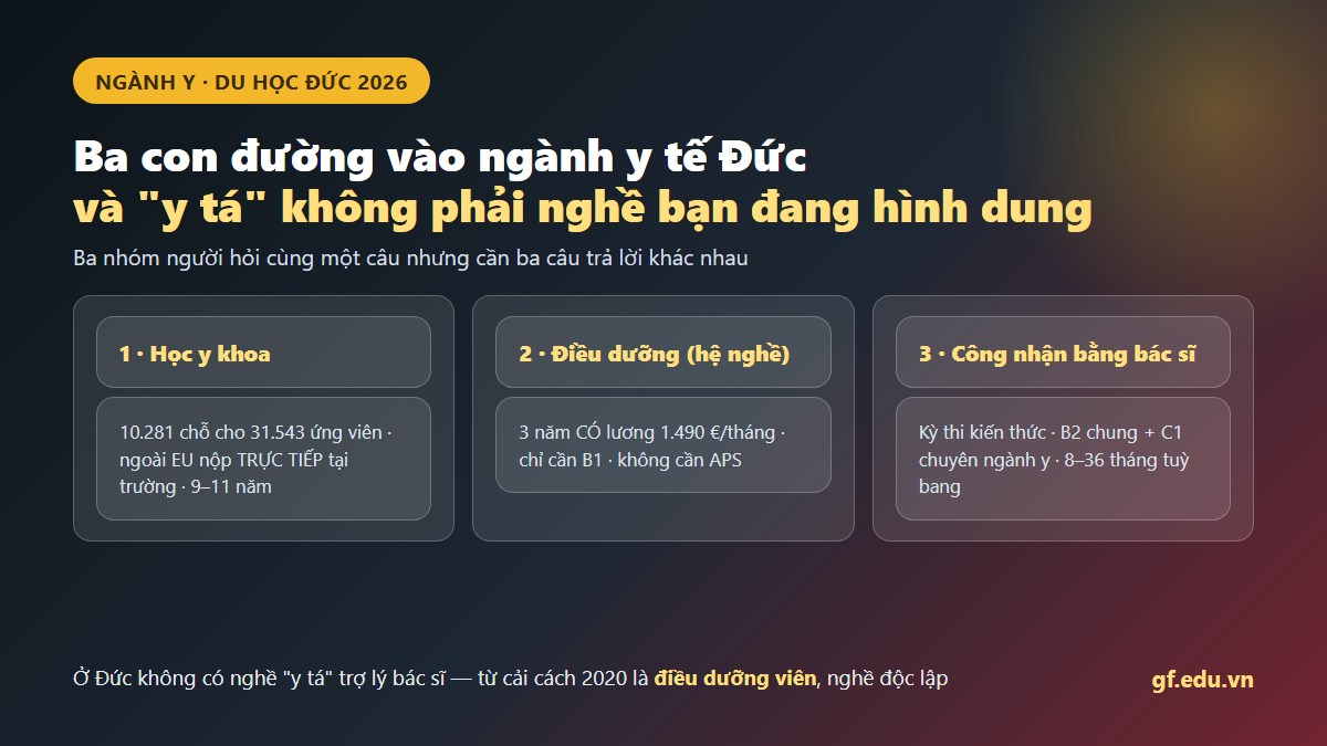 Ba con đường vào ngành y tế Đức: học bác sĩ, học điều dưỡng có lương, hoặc công nhận bằng bác sĩ đã có